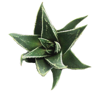 2" Haworthia Herbacia